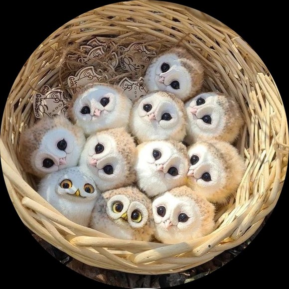 Meet your Posher, Anna - Picture 1 of 1